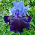 Dangerous Mood Bearded Iris