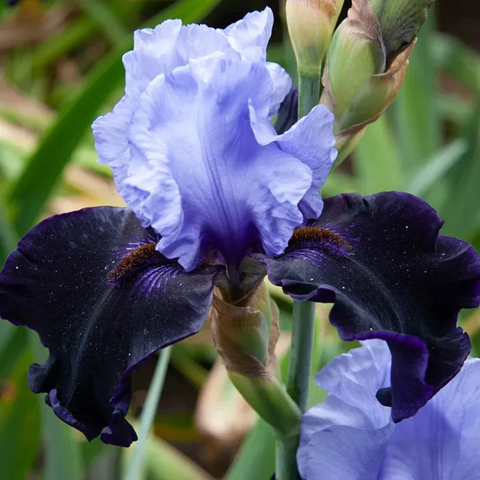Dangerous Mood Bearded Iris