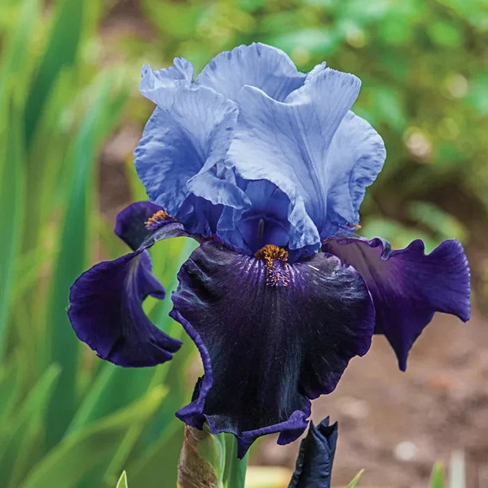 Dangerous Mood Bearded Iris