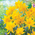 Double Campernelle Daffodil
