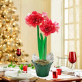 Double Dream Amaryllis in Foil Wrapped Pot