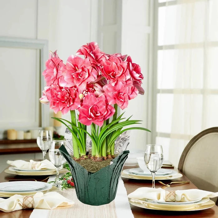Double Dream Amaryllis in Foil Wrapped Pot