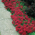 Dragon's Blood Sedum