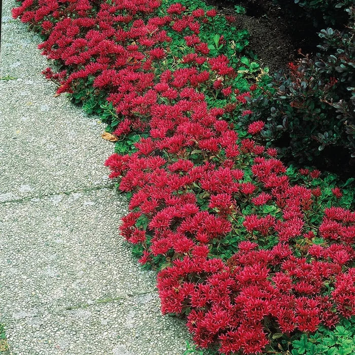 Dragon's Blood Sedum