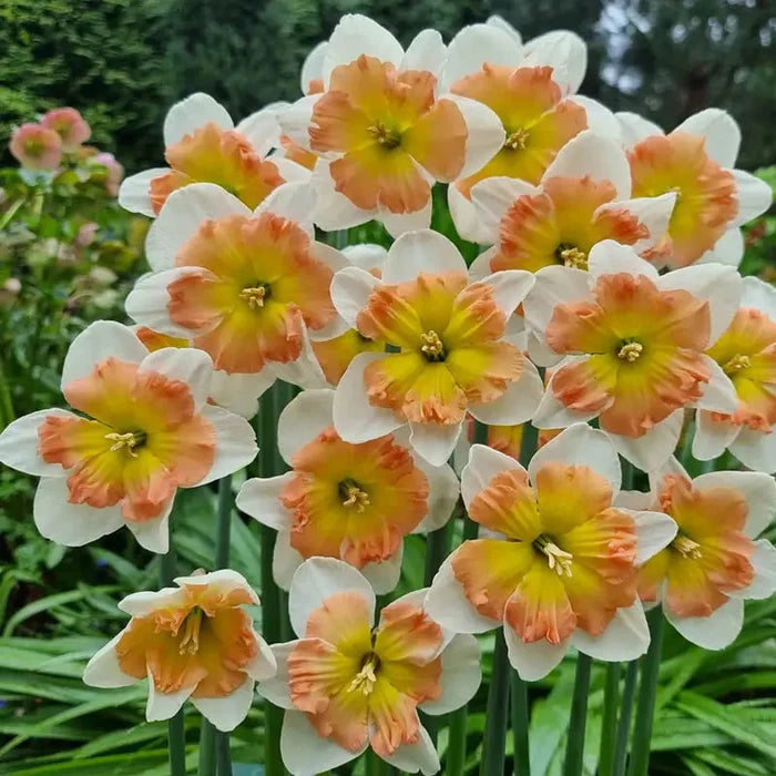 Drama Queen Daffodil