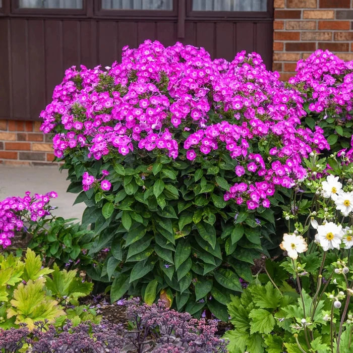 Dream Girl Phlox
