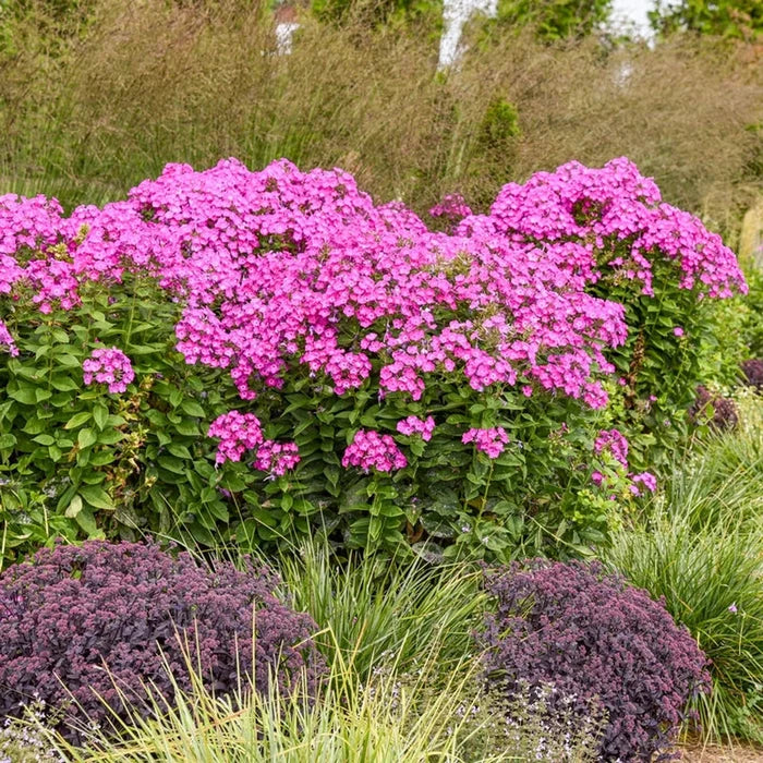 Dream Girl Phlox
