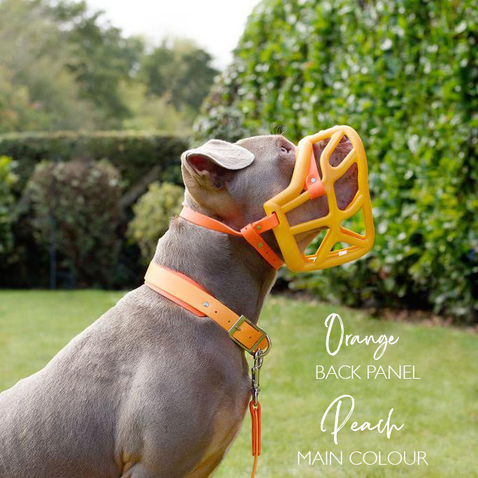 Dual Tone Collar 38mm - customisable