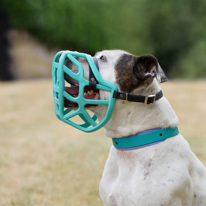 Dual Tone Collar 38mm - customisable