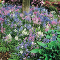 English Wood Hyacinth Mixture