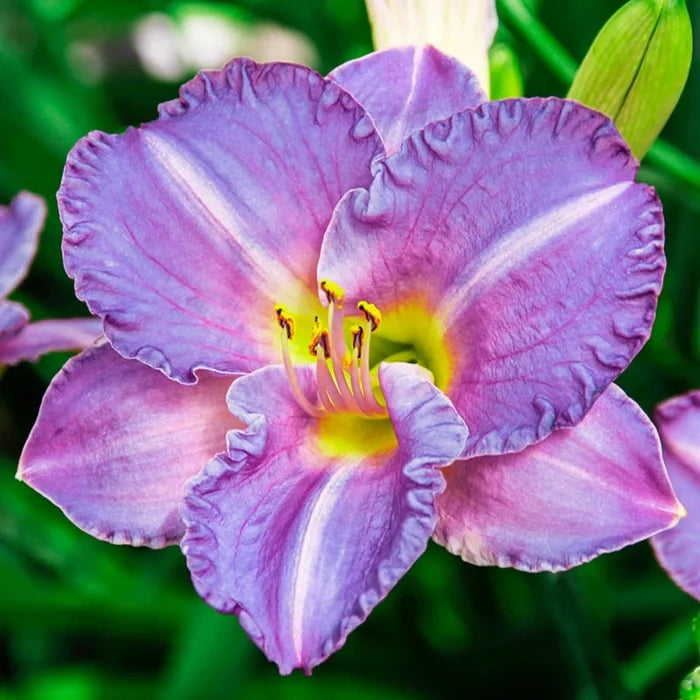 Entrapment Reblooming Daylily