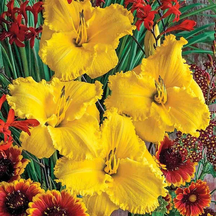 Erin Lea Reblooming Daylily