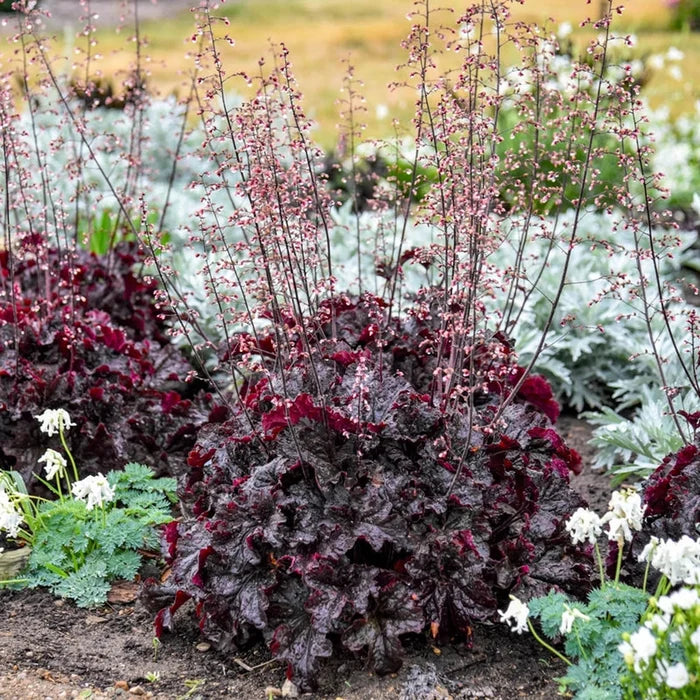 Evening Gown Heuchera