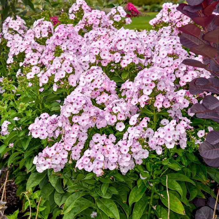 Fancy Girl Phlox