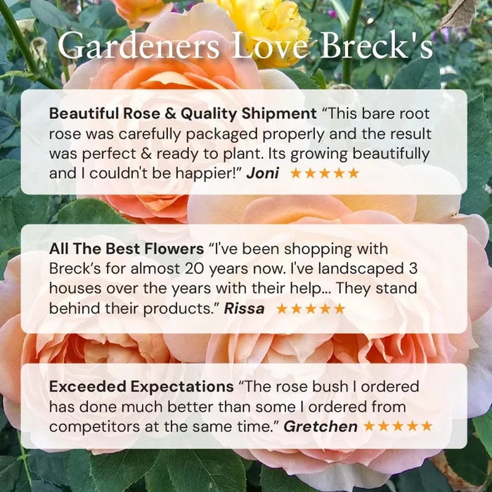 Firefighter Hybrid Tea Rose®