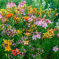 Fireworks Mixture Lily