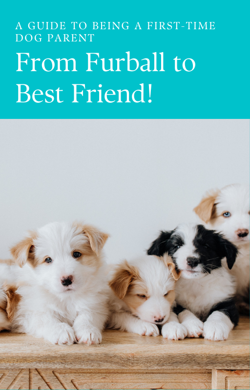 From Furball To Best Friend!