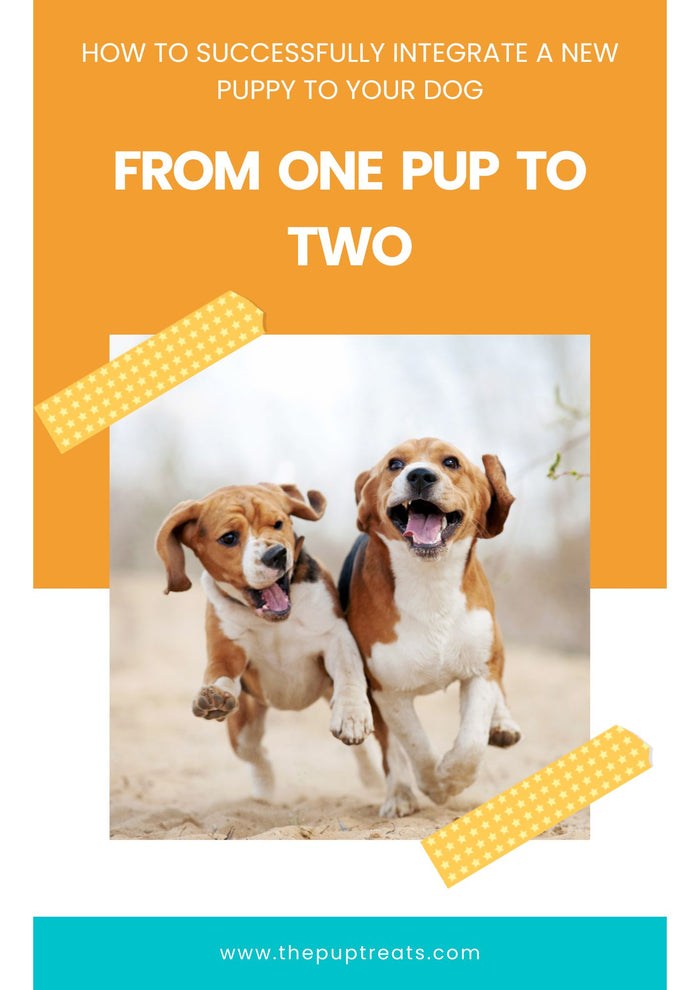 From  One  Pup  to Two