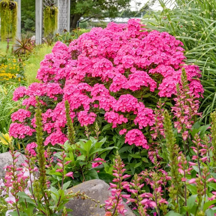 Garden Girls Phlox Collection