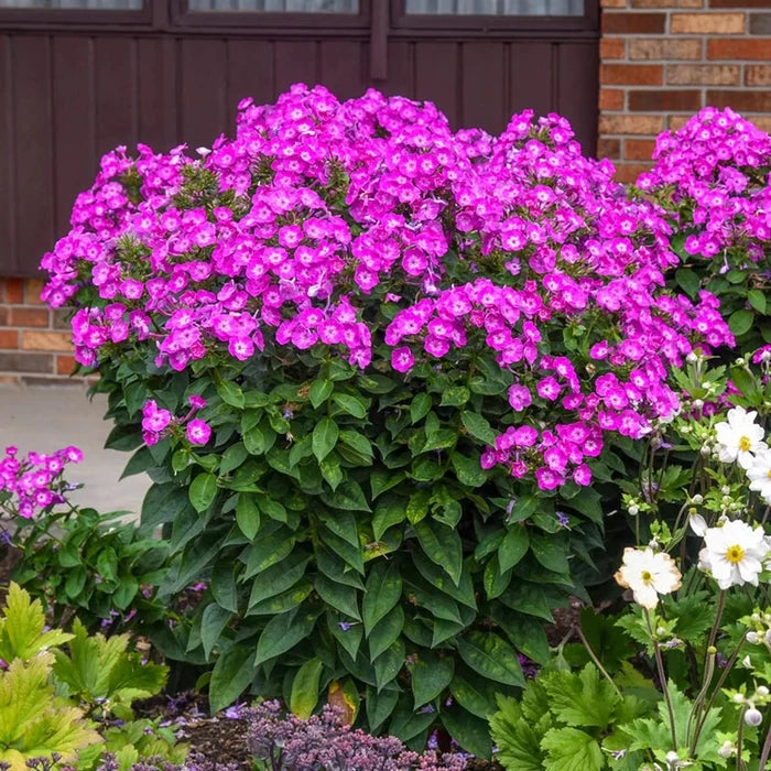 Garden Girls Phlox Collection