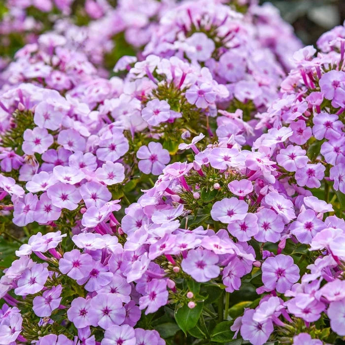 Garden Girls Phlox Collection