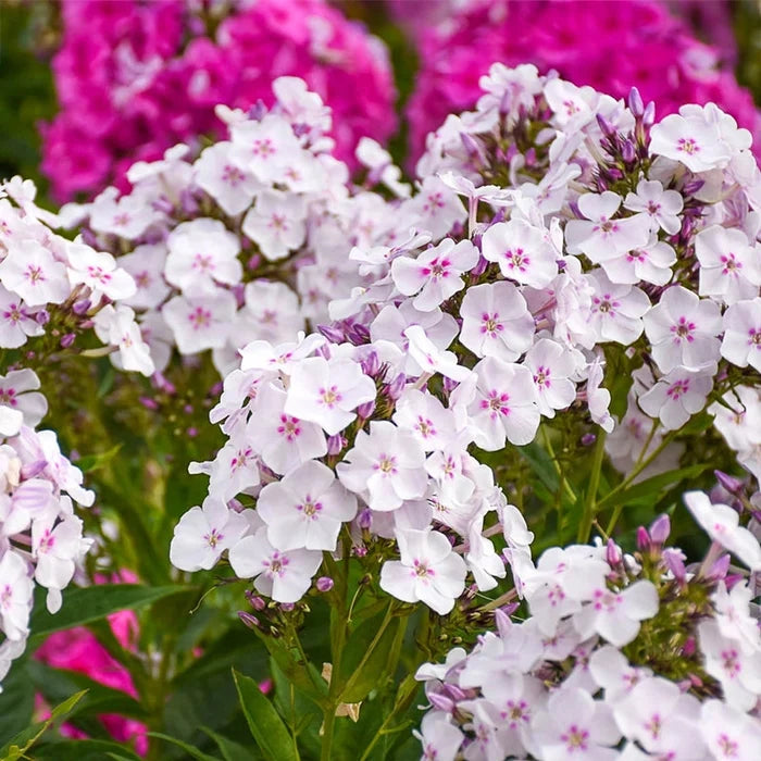 Garden Girls Phlox Collection