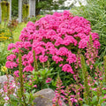 Glamour Girl Phlox