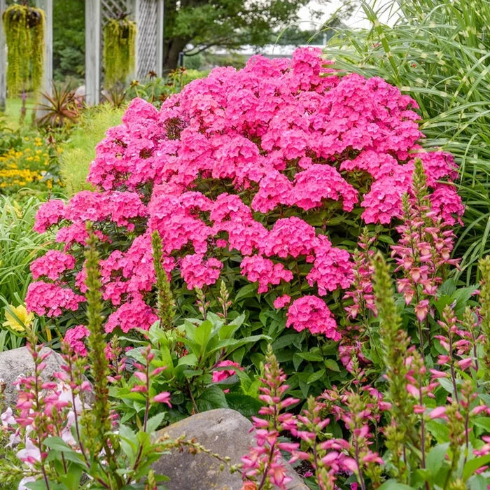 Glamour Girl Phlox