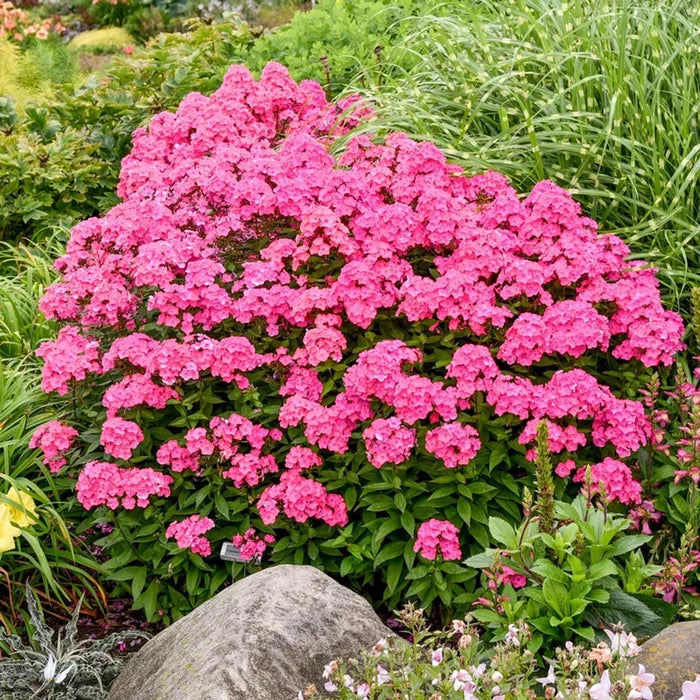 Glamour Girl Phlox