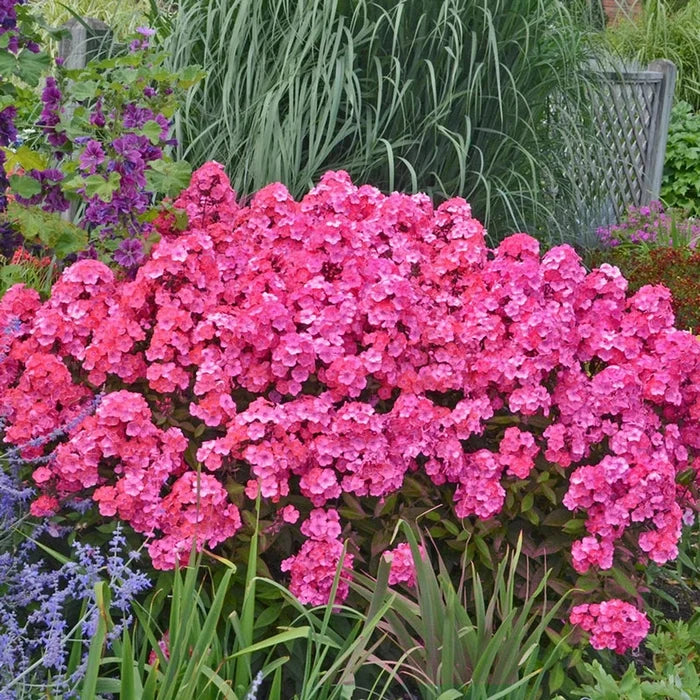 Glamour Girl Phlox