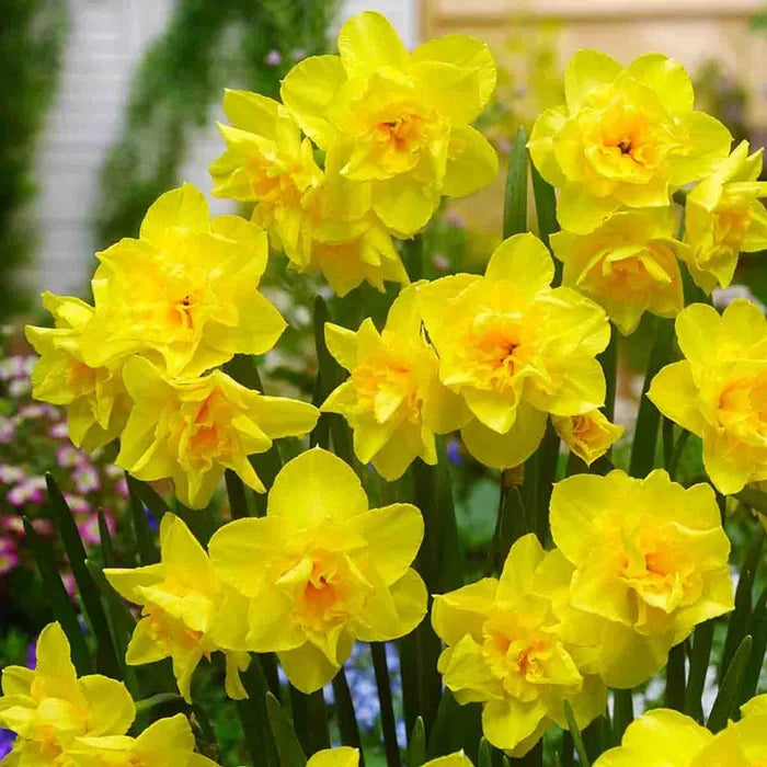 Golden Delicious Daffodil