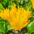 Golden Leo Tulip