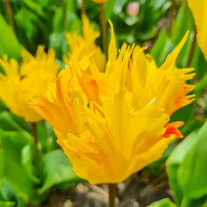 Golden Leo Tulip