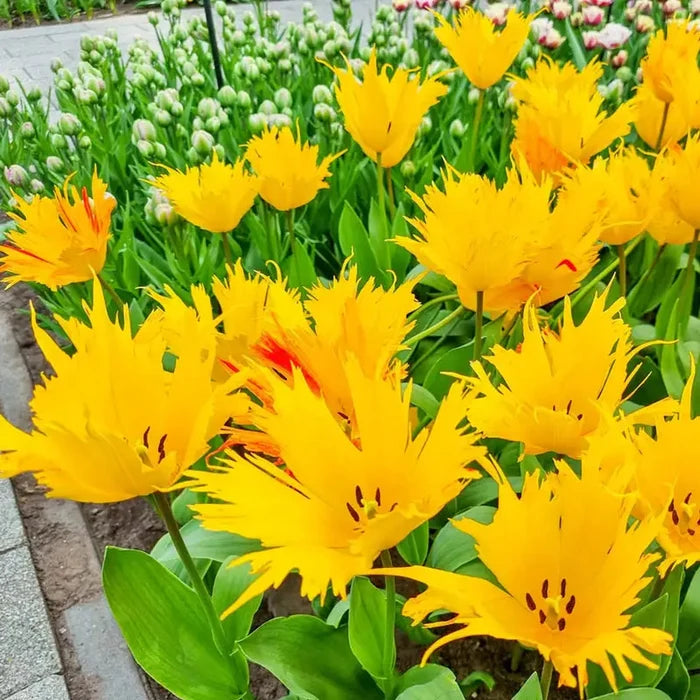 Golden Leo Tulip