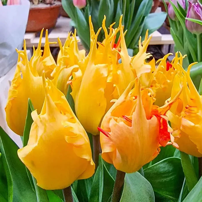 Golden Leo Tulip