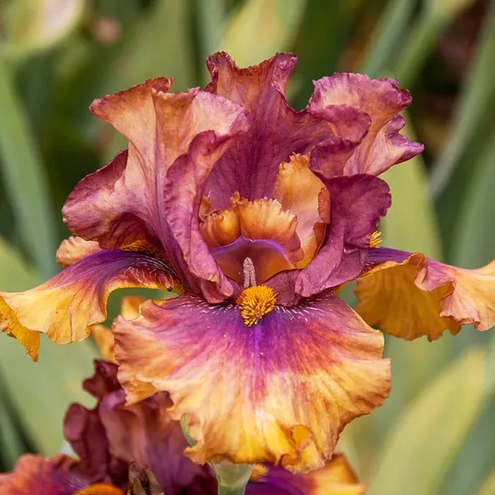 Harvest Maiden Bearded Iris