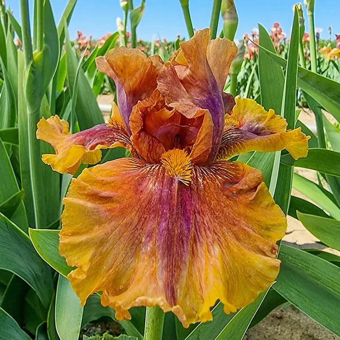 Harvest Maiden Bearded Iris