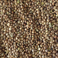 A close-up image of hemp seeds, showing individual seeds.