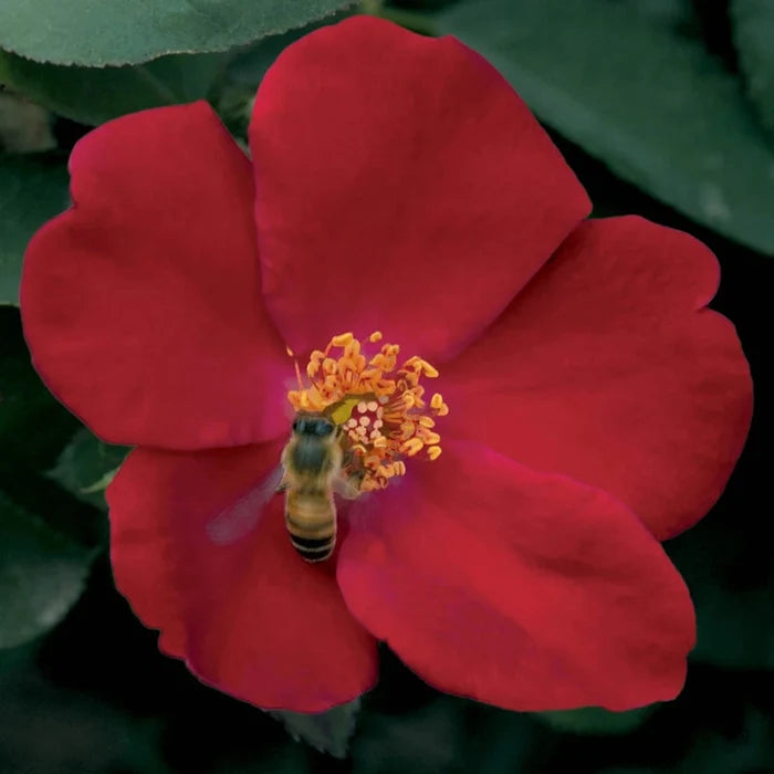 Home Run® Shrub Rose