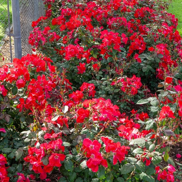 Home Run® Shrub Rose