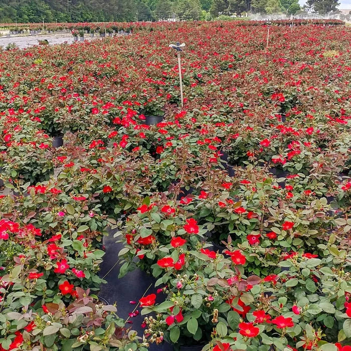 Home Run® Shrub Rose