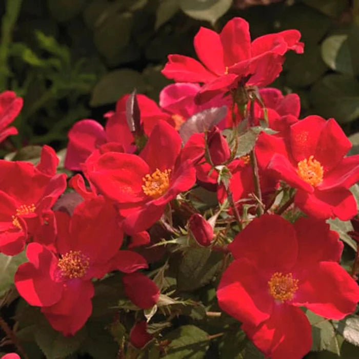 Home Run® Shrub Rose