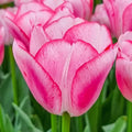 Hugs and Kisses Tulip