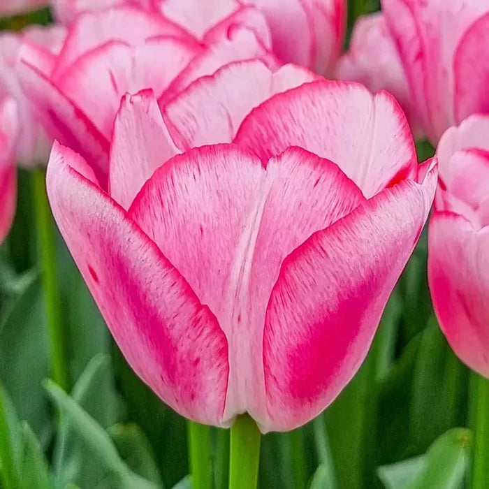 Hugs and Kisses Tulip