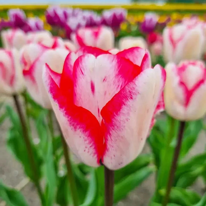 Hugs and Kisses Tulip