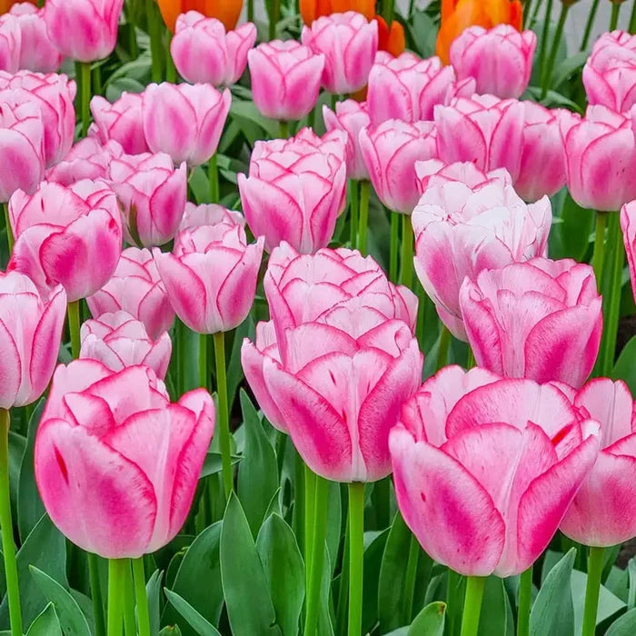 Hugs and Kisses Tulip