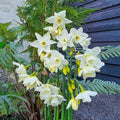 Hunter Morn Daffodil