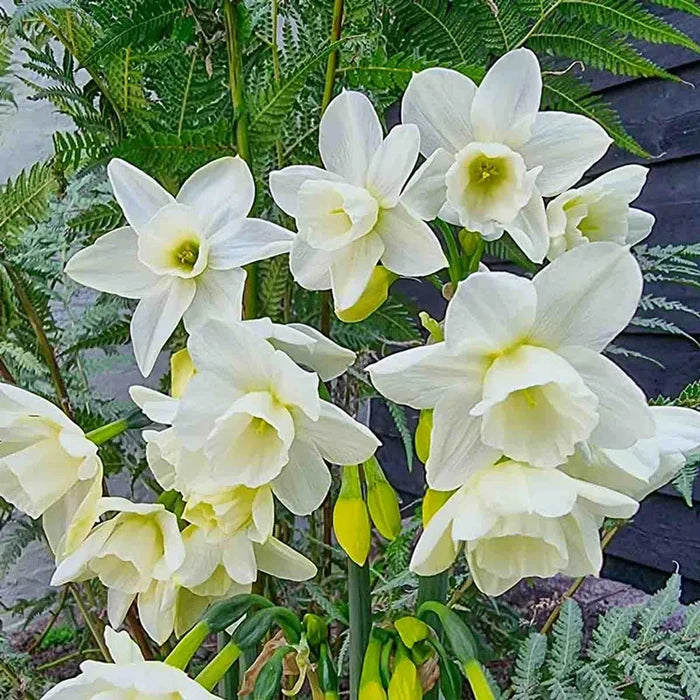 Hunter Morn Daffodil