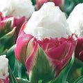 Ice Cream Tulip