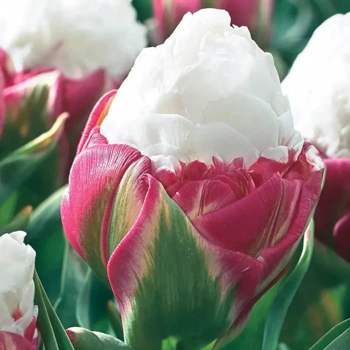 Ice Cream Tulip